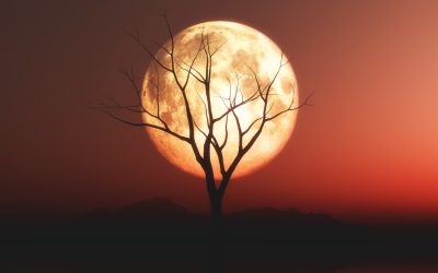 Why Parasites Are Most Active During the Full Moon—and What You Can Do About It🌕